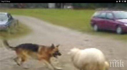 припаднеш смях овен показа изумителна игра защита засрами всички бразилски футболисти видео