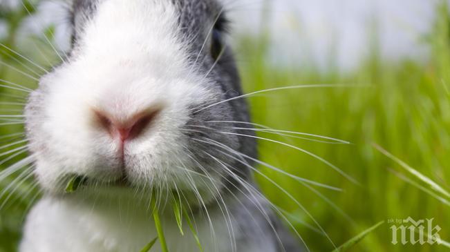 Младежи откраднаха 5 заека, били гладни