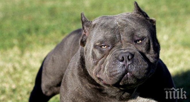 Питбул спаси живота на 13-годишно глухо дете в Индианаполис
