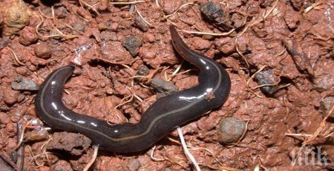 Създадоха червей, който не може да се напие