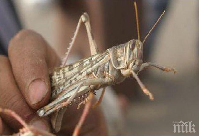 В Йемен се борят със скакалците, като ги ядат
