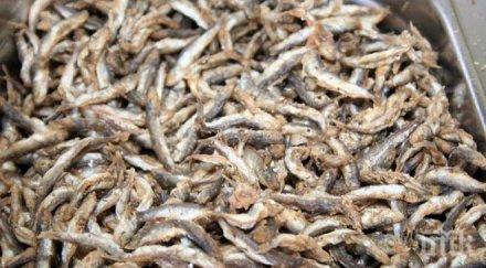 шок цацата морето удари лева