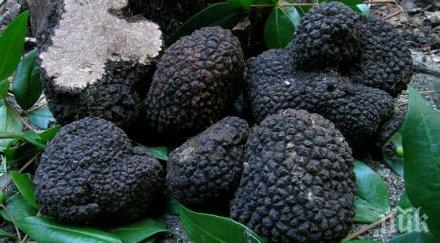 куриоз софия никнат ултраскъпи трюфели столичани залягат градинките изравят