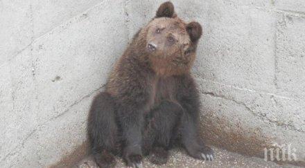 инфаркт уби мечка ден преглед софия