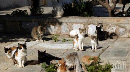 000 бездомни котки тормозят пловдивчани