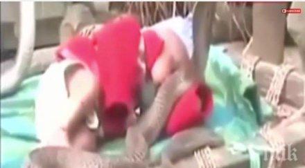 шокиращо видео взриви нета кобри пазят спящо бебе