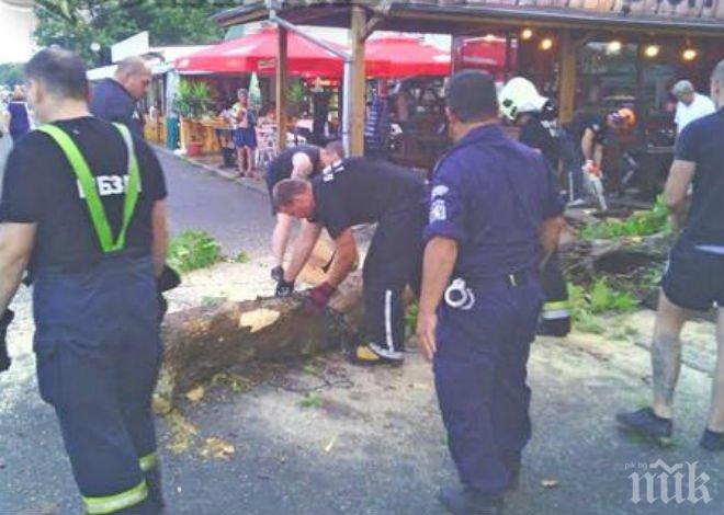 Дърво падна върху заведение в Бургас, по чудо няма жертви