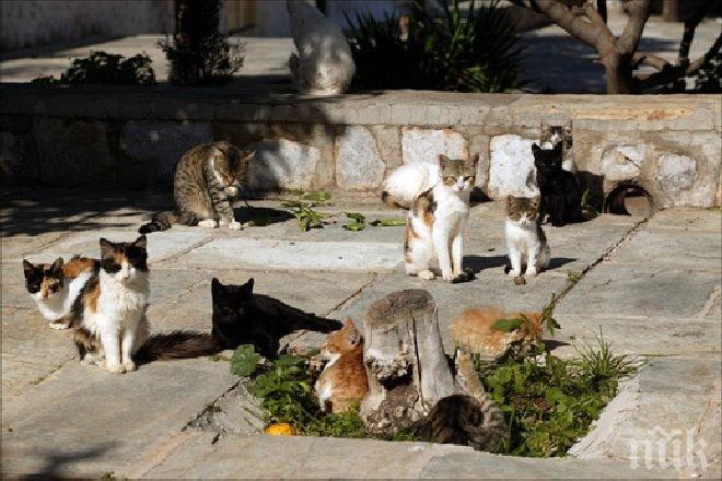 10 000 бездомни котки тормозят пловдивчани
