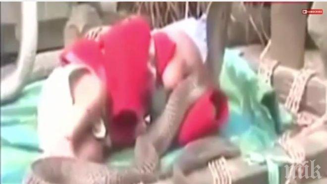 Шокиращо видео взриви нета - кобри пазят спящо бебе! 