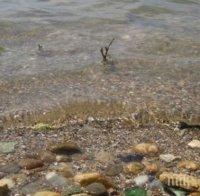 Обезвредиха опасна морска мина