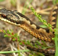 Нашествие на змии в страната, атакуват и в София
