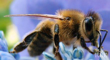 пчелите разделени време сън спят професионални групи