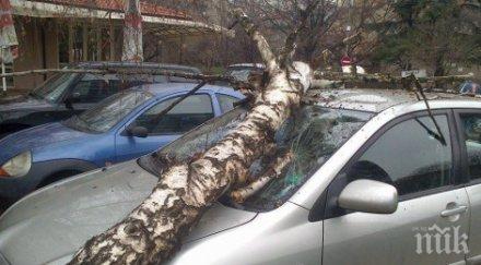 бурята повали дърво софия