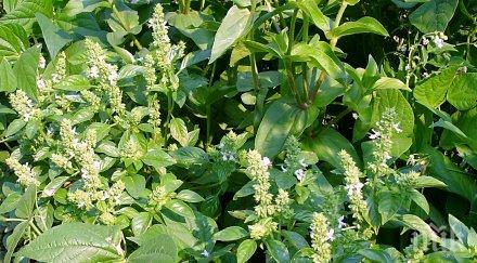 растения лошото настроение