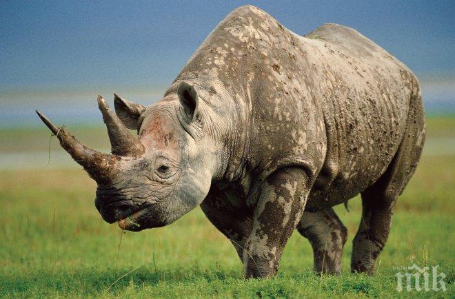 Осъдиха бракониер на носорози на 77 г. затвор