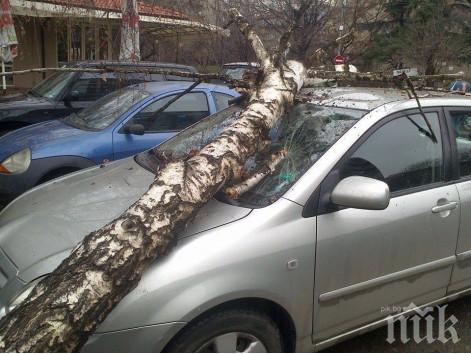 Бурята повали дърво в София
