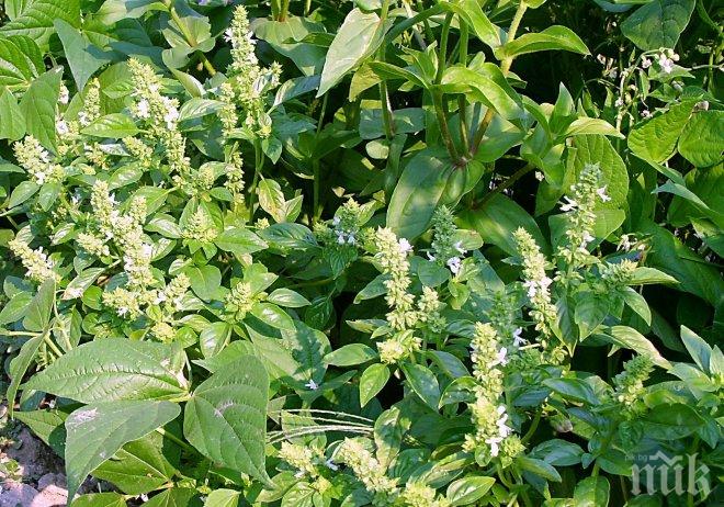 12 растения срещу лошото настроение