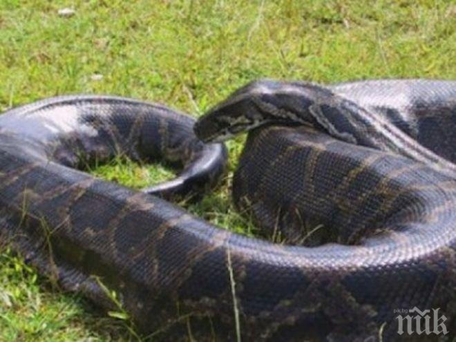 Прегледаха питон, дълъг 7 метра