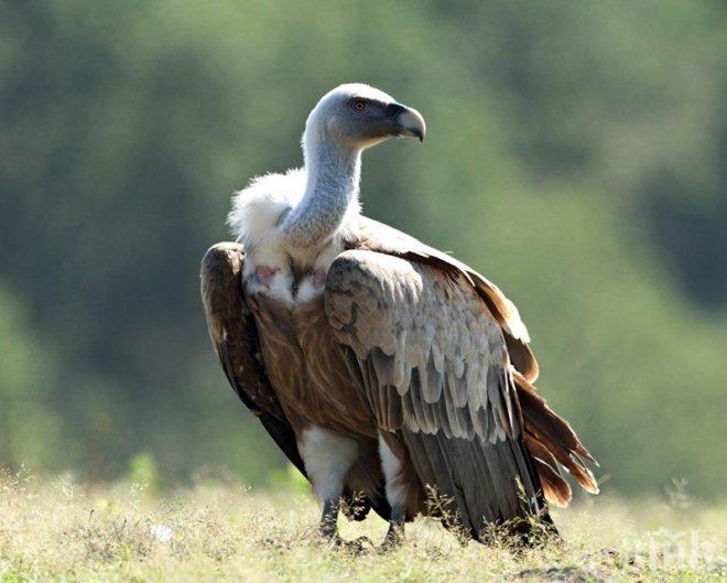 В Камбоджа откриват ресторанти за лешояди