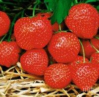 Ягоди помагат при рак, астма и хипертония