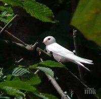 Бяла лястовица долетя и в Болярово