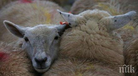 наложиха мерки недопускането син език разградско