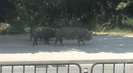 прасета разхождат спокойно улиците пловдив снимка