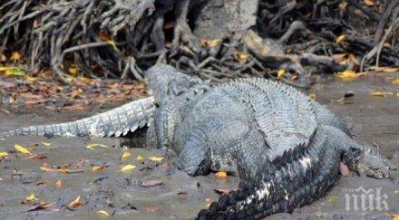 страховита гледка крокодил погълна друг крокодил снимка