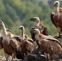 Изолират електрически стълбове заради грабливите птици