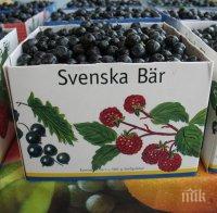 Състезание по бране на боровинки проведоха в Троянския балкан