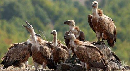 изолират електрически стълбове заради грабливите птици