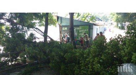 дърво падна препречи пътя крайбрежната алея варна снимка