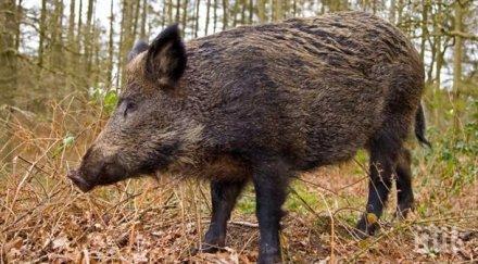 хитрост село гони дивите прасета музика пиратки