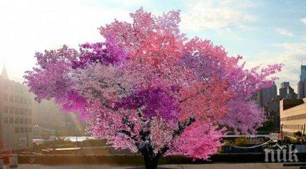 магическо дърво ражда различни плодове