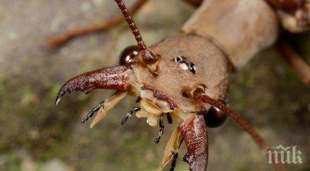 мутант вижте голямото летящо насекомо света видео