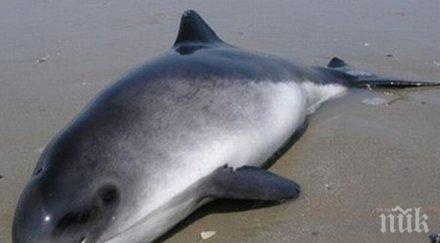 труп делфин изплува плаж бургас