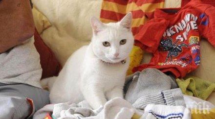 котка крадец остави без чорапи жители английски град снимка