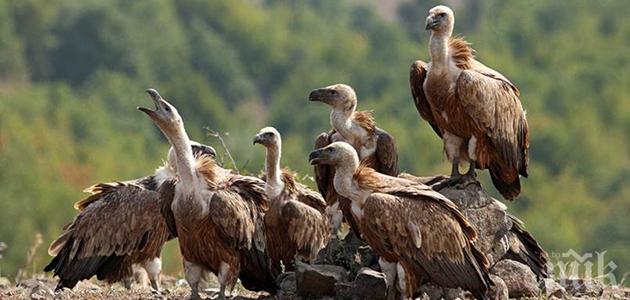 Изолират електрически стълбове заради грабливите птици