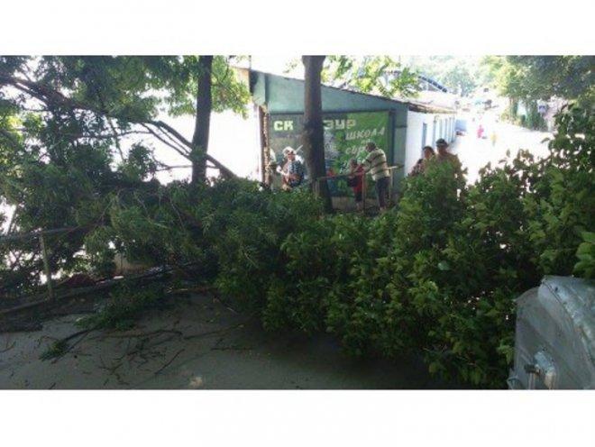 Дърво падна и препречи пътя  на крайбрежната алея във Варна (снимка) 