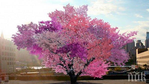 Магическо дърво ражда 40 различни плодове
