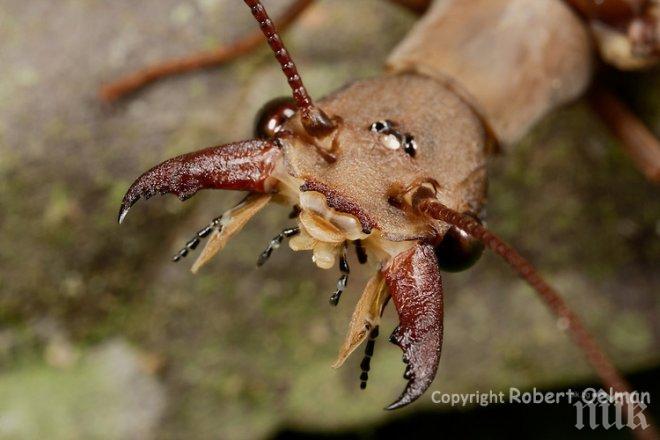 Мутант! Вижте най-голямото летящо насекомо в света (видео)