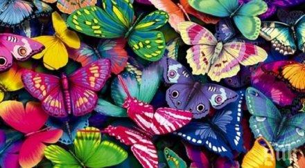 изложба живи пеперуди откриха бургас