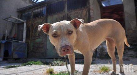 питбулката нападнала крадеца нинджа варна снимки