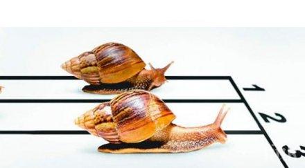 тузари припечелват състезания охлюви