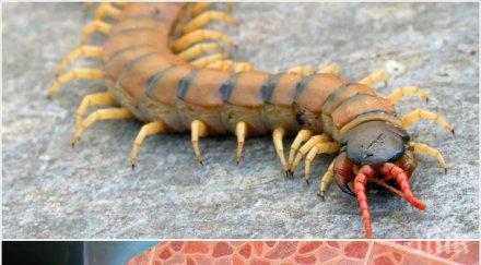 нов кошмар заради дъждовете стоножки убийци нападат панелките