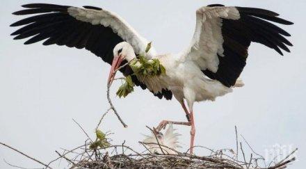 кметица спаси болно щъркелче