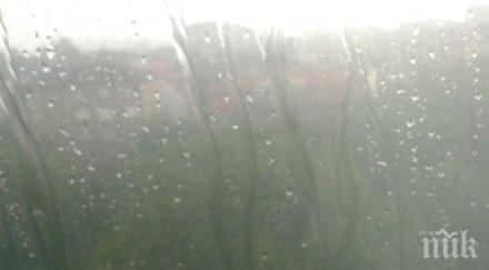 порой заля дупница