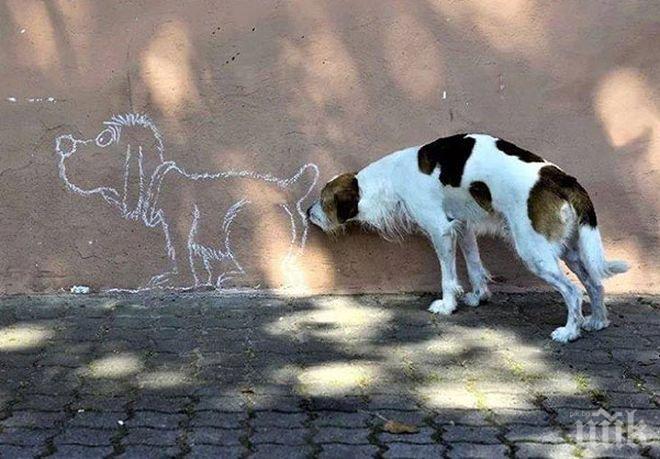 Учени разбраха защо кучетата се душат под опашките! Ето каква информация получават!