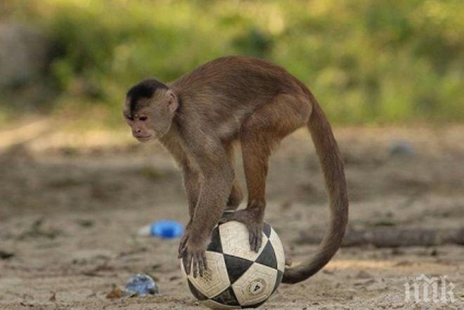 Футболист отговори на расистки обиди, имитирайки маймуна (видео)