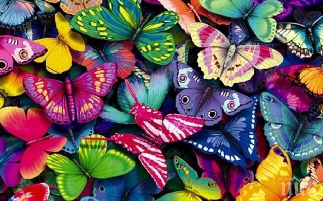 Изложба на живи пеперуди откриха в Бургас
